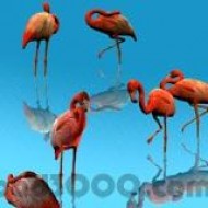 3D Flamingos screenshot